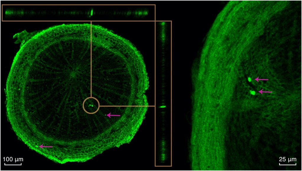 Micrographies de deux sections transversales de racine de bouleau montrant l'incorporation de particules microplastiques fluorescentes dans un arbre d'un an après avoir été exposé à un sol contaminé pendant 5 mois. Photo : Kat Austen et al. / Science of The Total Environment 2022.