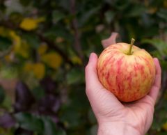 Glaner les fruits et légumes gratuits les plus proches de chez soi : il y a une appli pour ça