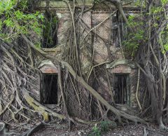 En images : quand la nature reprend les lieux abandonnés par l’Homme