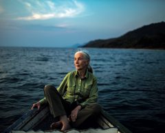 Jane Goodall : “Je garde espoir dans une nouvelle alliance entre les humains  et les écosystèmes”