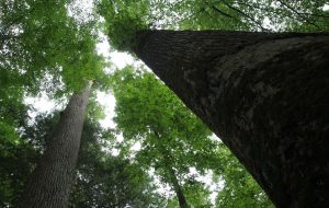 Des scientifiques découvrent 467 millions d’hectares de forêts dont on ignorait l’existence