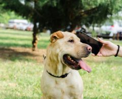 Ces applis qui promettent d’aider à “parler chien”