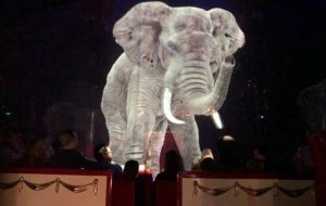 Contre la souffrance animale, le premier cirque… en hologramme