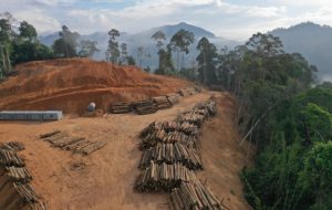 Brésil : la déforestation amazonienne bondit de 278 % en juillet