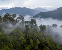 Amazonie : “Il faut un droit d’ingérence écologique”