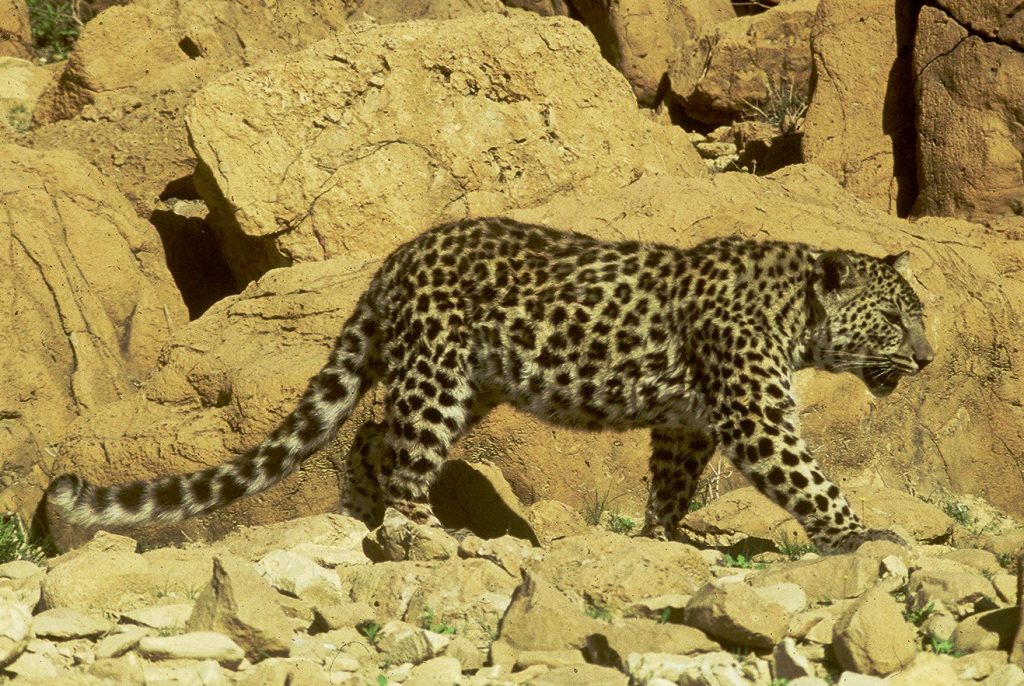 An Arabian leopard.  Credit: יוסי אוד / Shutterstock.