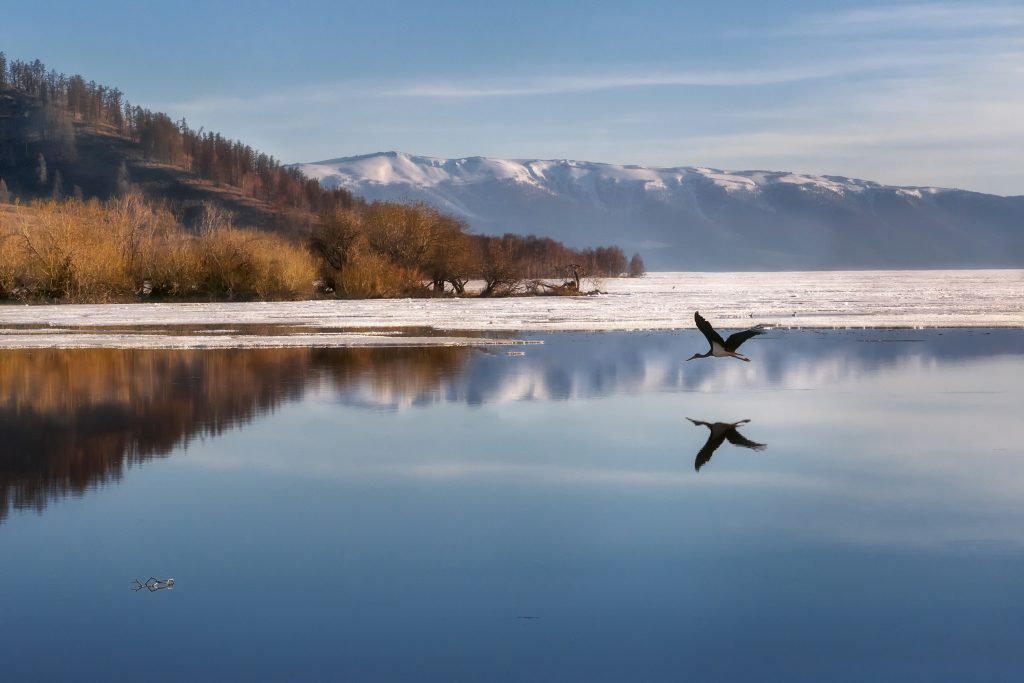 Une cigogne noire vole au-dessus du lac de Markakol. Olga Rudchenko / Shutterstock.