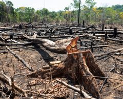 Déforestation : en Amazonie, 18 arbres sont coupés chaque seconde