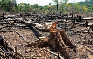 Déforestation : en Amazonie, 18 arbres sont coupés chaque seconde