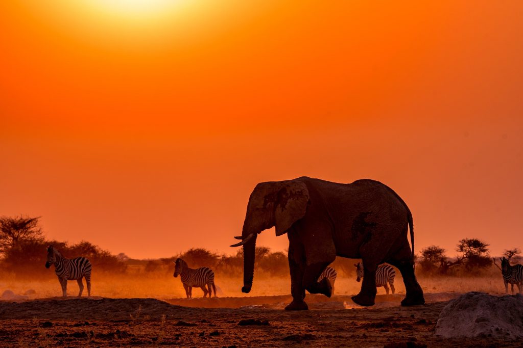 Éléphant et zèbres profitant du coucher de soleil du grand parc national de Kafué, situé en Zambie, en Afrique Australe. Crédit : Stanley kasompa / Shutterstock.