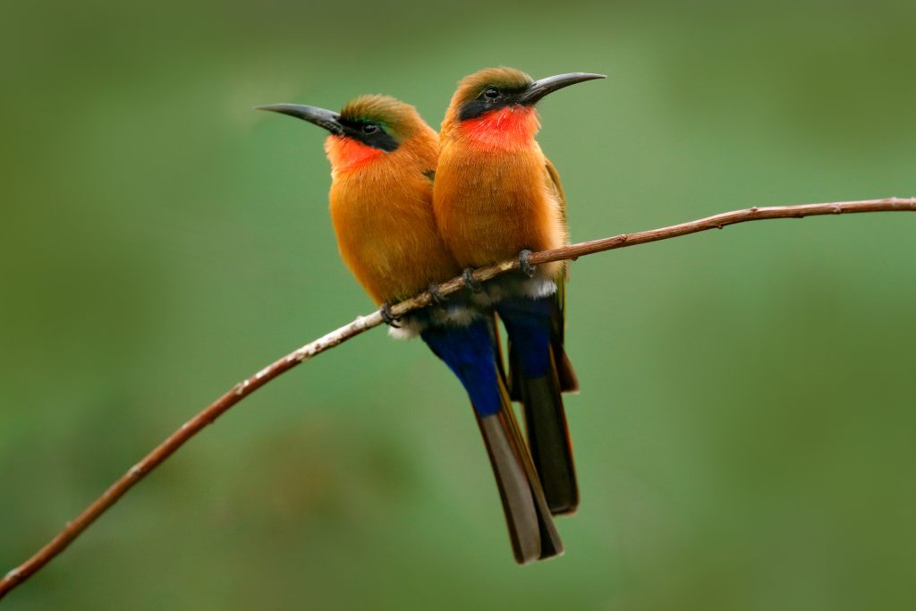 Two red-throated bee-eaters.  Credit: Ondrej Prosicky/Shutterstock.