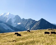 Sécheresse dans les Alpes : les glaciers, des bombes à retardement ?