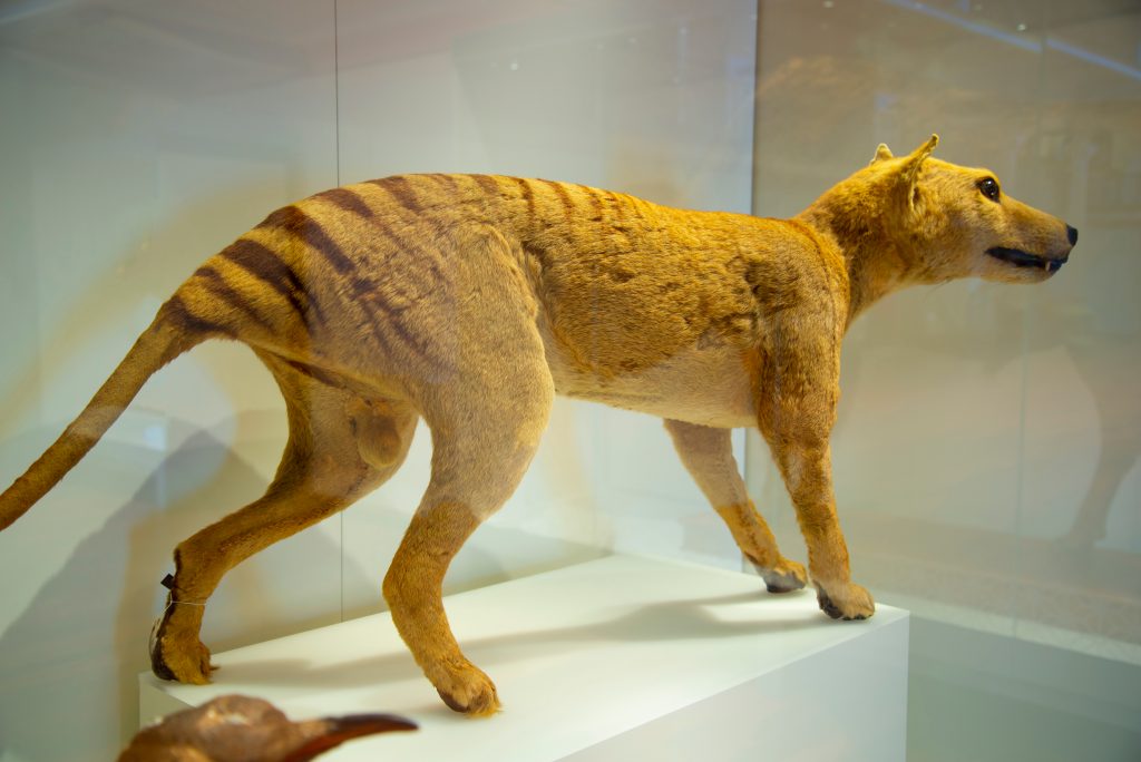 Un Thylacine, ou loup de Tasmanie, empaillé et exposé dans un musée. Crédit : Adwo / Shutterstock.