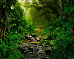 Forêts tropicales : un écosystème capable de se régénérer en moins de 20 ans