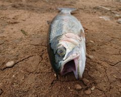 Sécheresse et chaleur : les poissons de rivière au régime sec