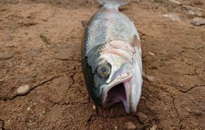 Sécheresse et chaleur : les poissons de rivière au régime sec