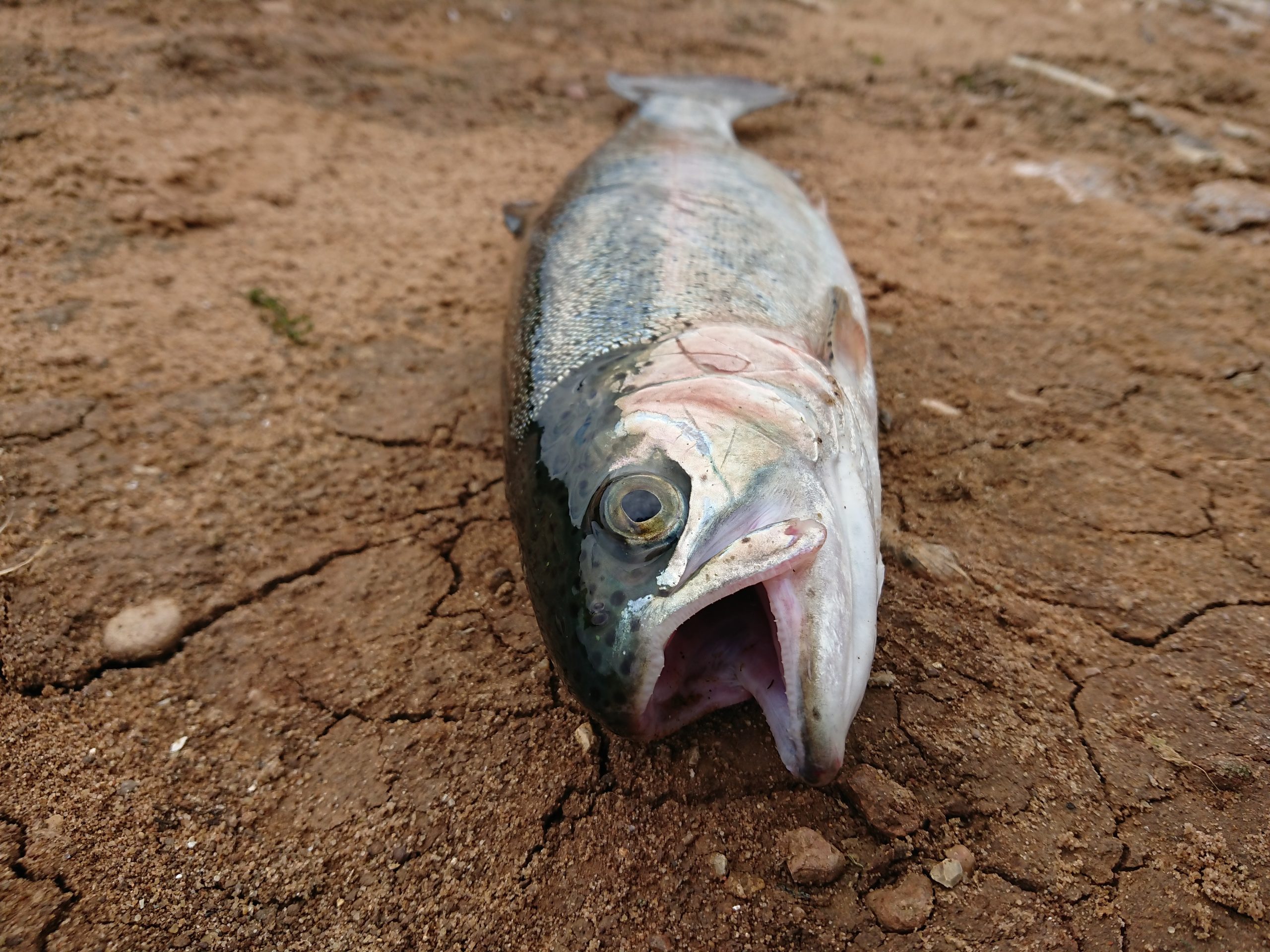Commentaires sur Sécheresse et chaleur : les poissons de rivière au régime sec par Juillet 2022, mois le plus sec depuis 1959 ? La preuve en images - WE DEMAIN