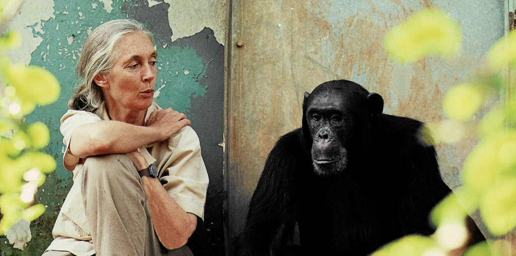 Dr. Jane Goodall avec le chimpanzée Freud au Gombe National Park en Tanzanie. Crédit : Michael Neugebauer.