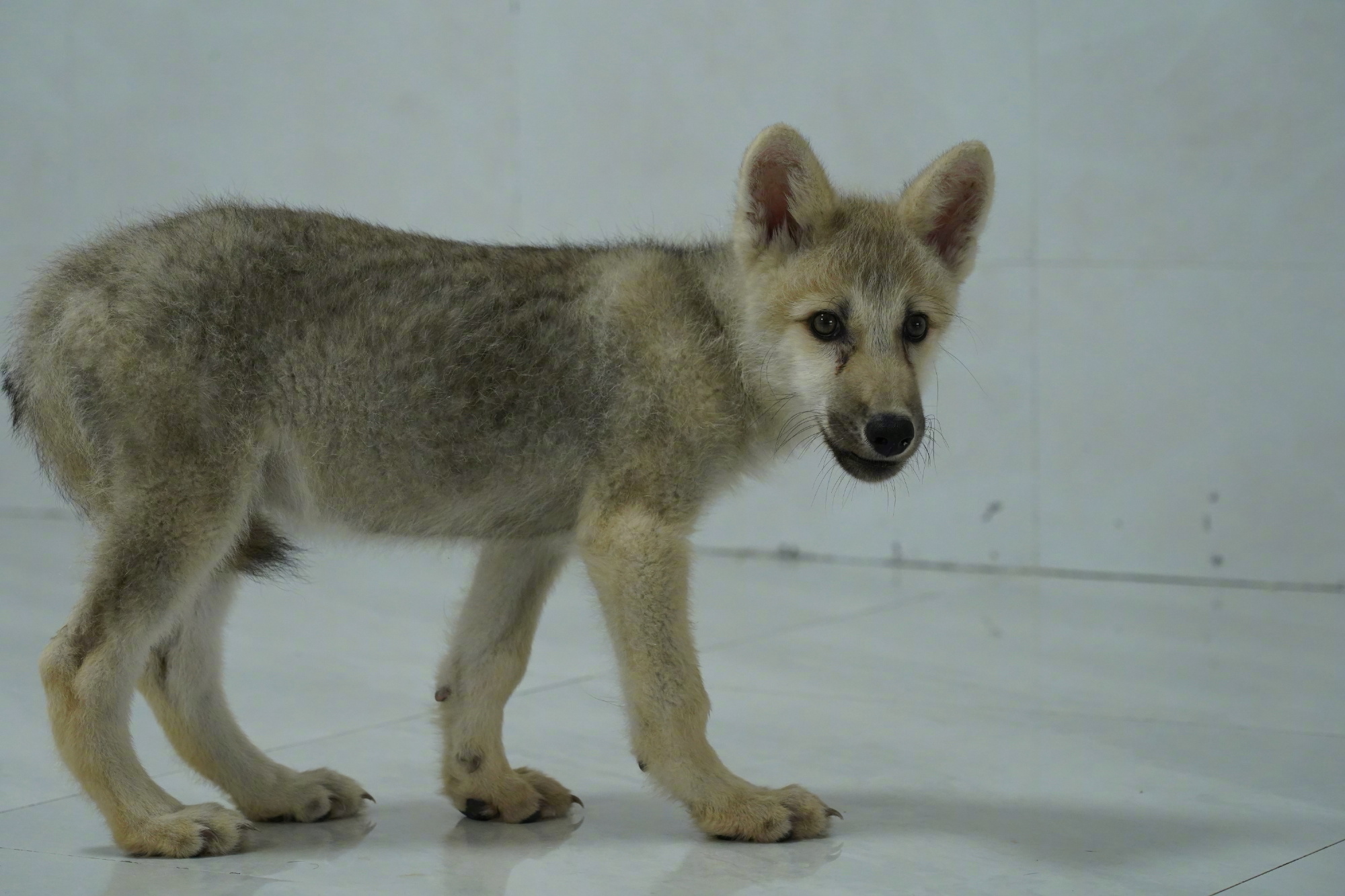 Maya, premier clone de loup arctique, va-t-elle sauver l’espèce ?