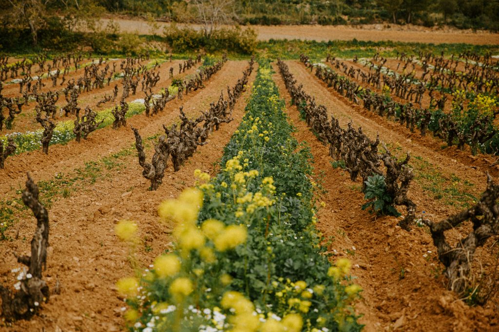 Laisser faire la nature est parfois la meilleure des solutions. Crédit : Margot MCHN.