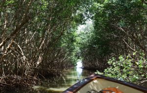 En Martinique, des bactéries de la mangrove pour produire de l’électricité