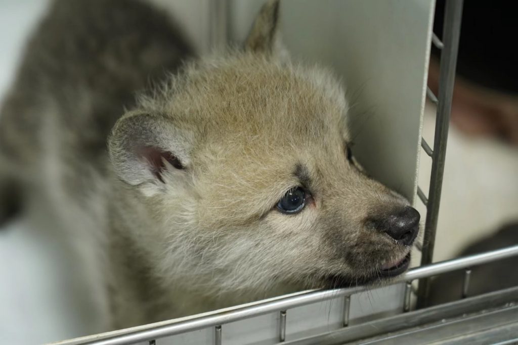 La louve arctique Maya environ deux mois après sa naissance. Crédit : Sinogene Biotechnology.