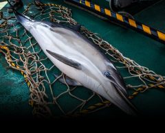 On a vu « Caught », le docu qui dénonce les 10 000 dauphins tués chaque année en France
