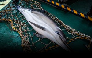 On a vu « Caught », le docu qui dénonce les 10 000 dauphins tués chaque année en France