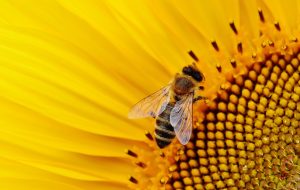 Pour sauver les abeilles, 1 million de signatures en Europe