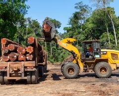 Déforestation importée : la législation européenne peut-elle changer la donne ?
