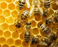 Pourquoi les abeilles vivent deux fois moins longtemps qu’il y a 50 ans