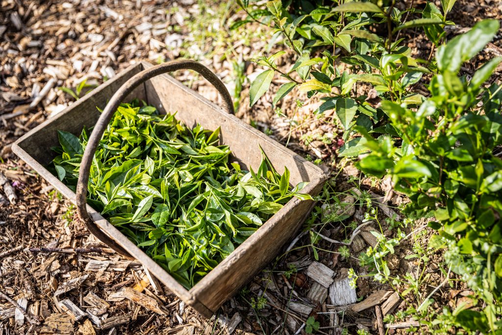 thé vert "camellia sinensis"