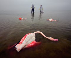 Environmental Photographer of the Year 2022 : les photos les plus poignantes de la nature