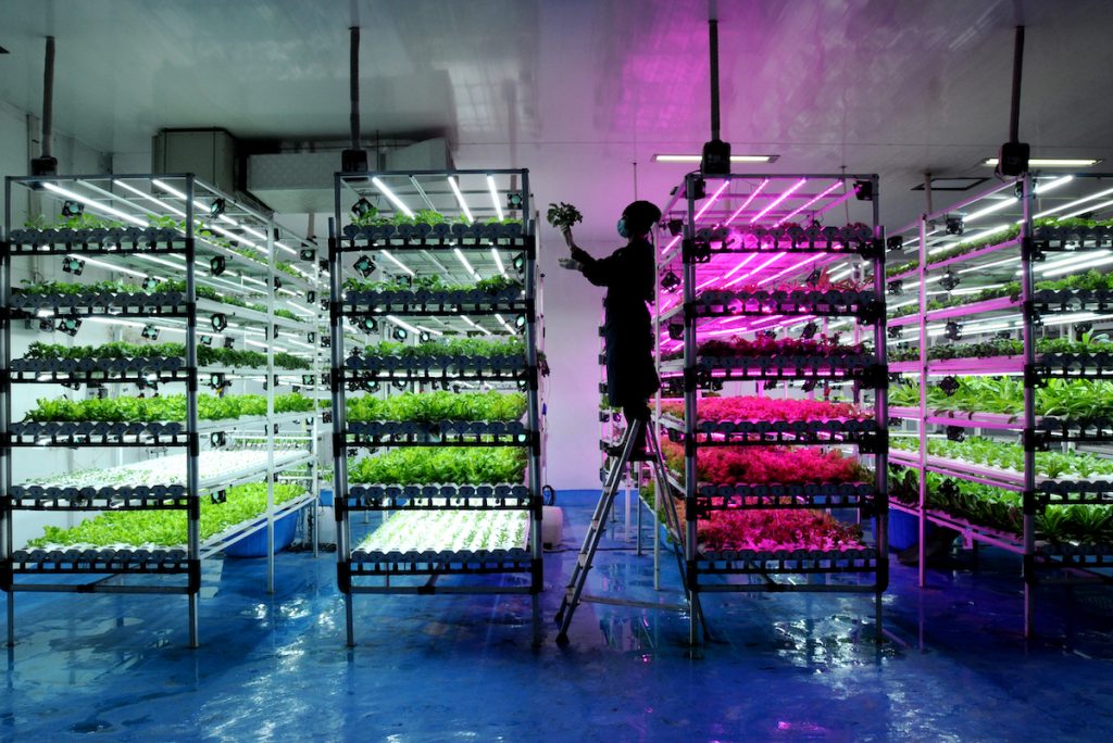 Vertical Farming - Arie Basuki