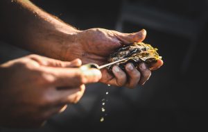 Huîtres de Méditerranée : les défis d’une filière face au changement climatique