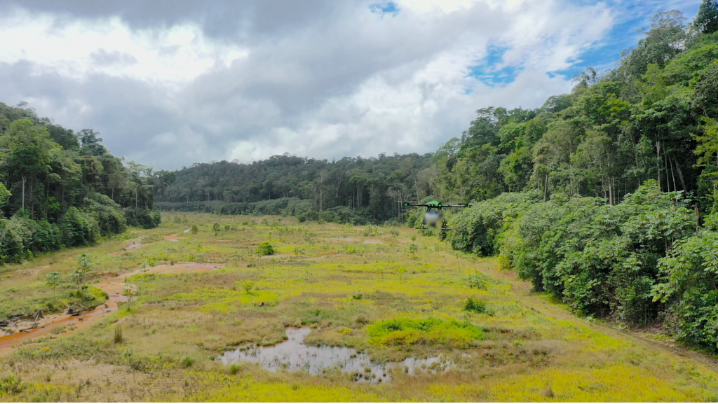 Guyane Morfo