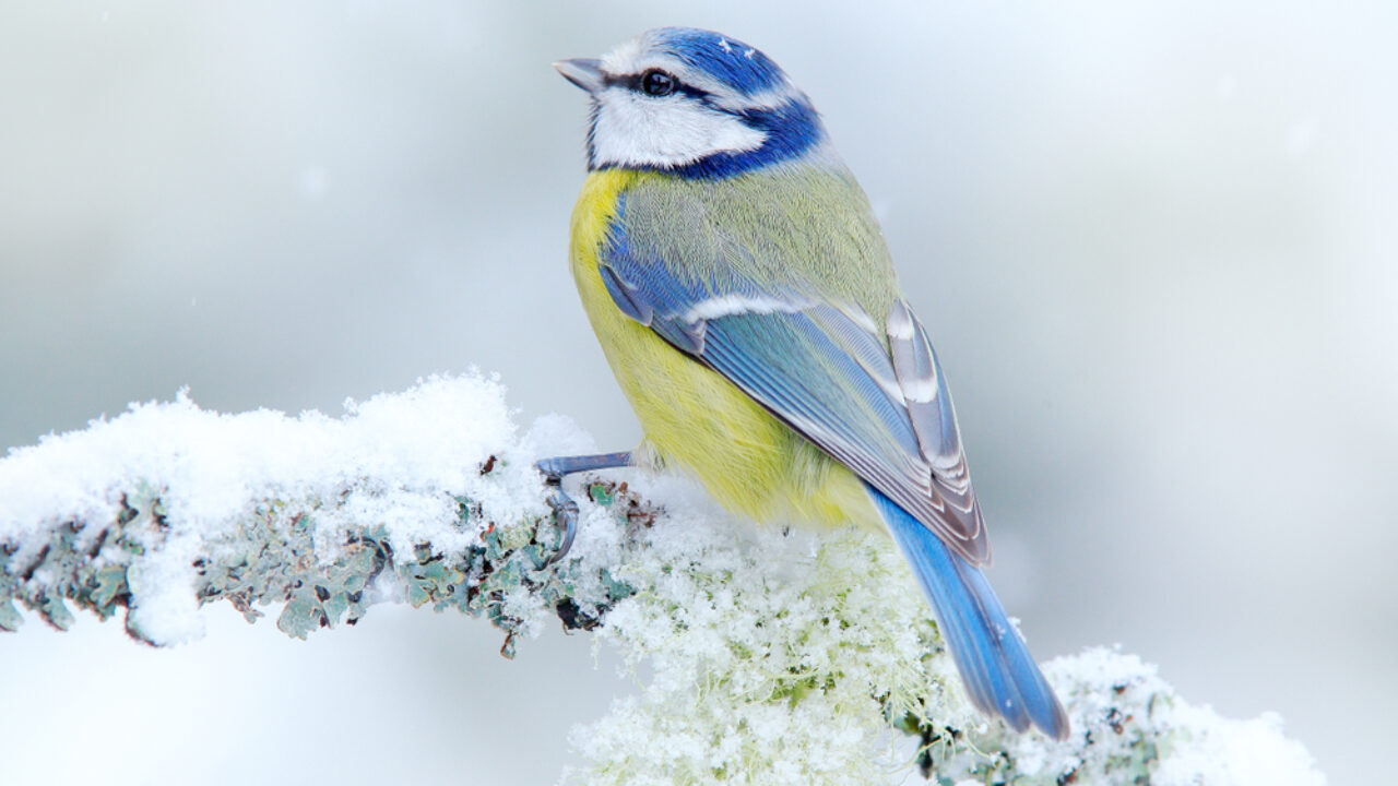 Introduction à l'observation des oiseaux ce printemps