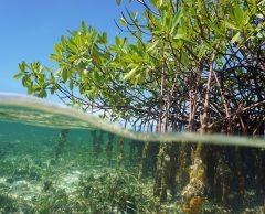 Sauver les mangroves et récifs : le défi du siècle pour les Caraïbes