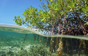 Sauver les mangroves et récifs : le défi du siècle pour les Caraïbes