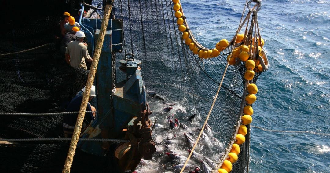 Pêche : Les engins traînants, très efficaces mais à quel prix pour les  fonds marins ?