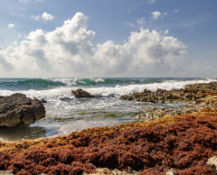 Antifouling écolo, briques d’algues, recyclage des bateaux… 3 solutions pour préserver les océans