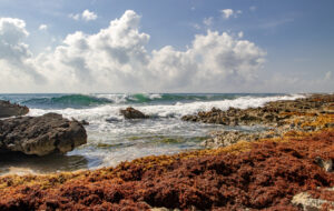 Antifouling écolo, briques d’algues, recyclage des bateaux… 3 solutions pour préserver les océans