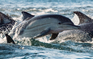 Pour sauver les dauphins, le Conseil d’État monte au front
