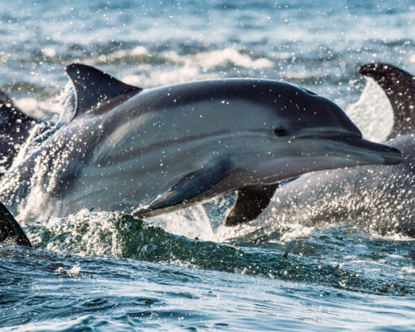 Pour sauver les dauphins, le Conseil d’État monte au front