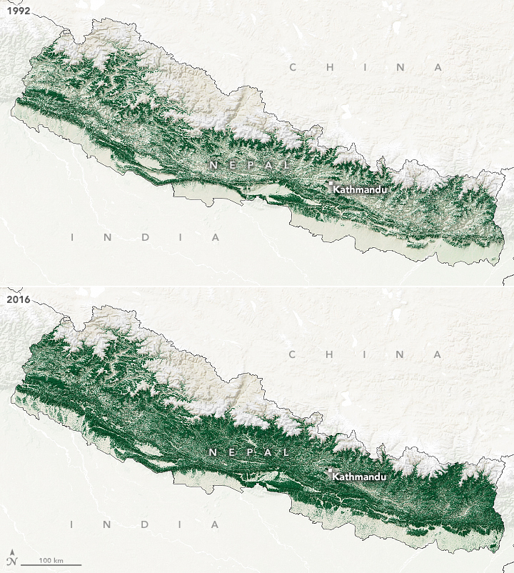 forêt au népal