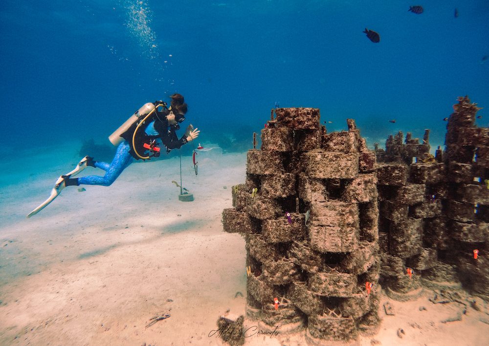 rrreefs récifs coralliens artificiels