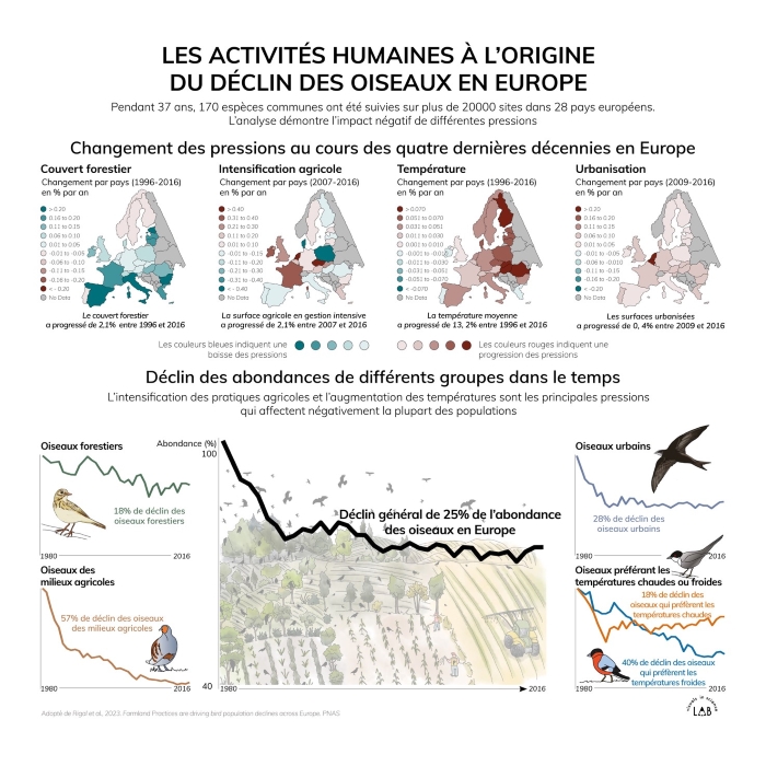 disparition des oiseaux