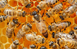 Un fongicide, ennemi public N°1 de la reine des abeilles