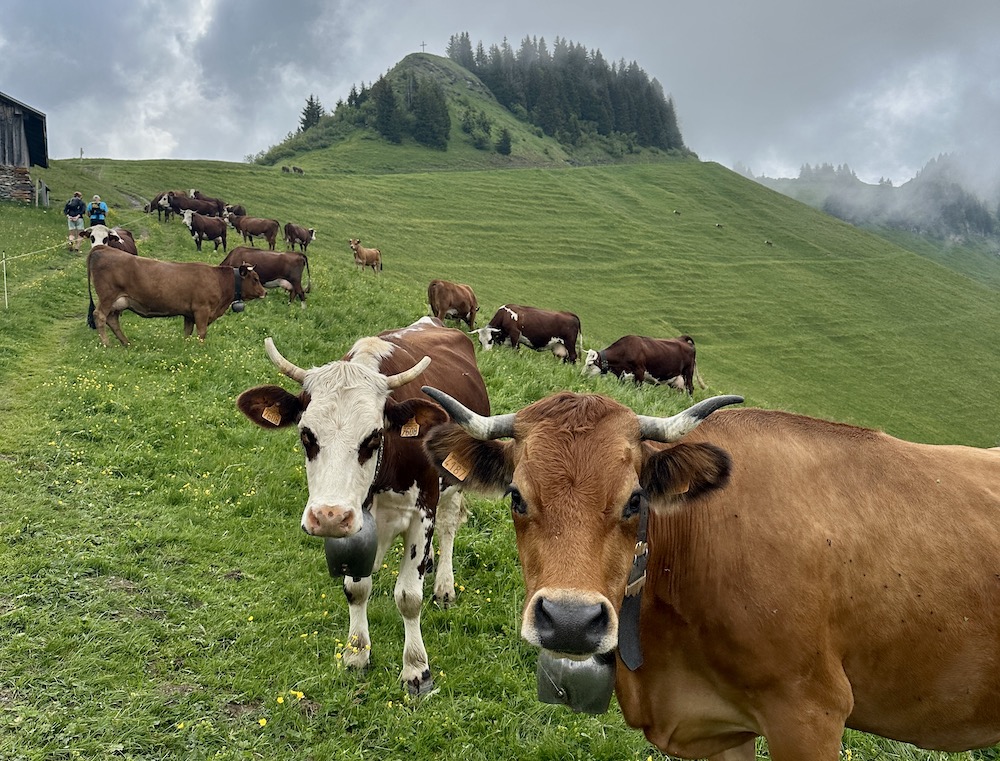 vaches dans le Val d'Arly