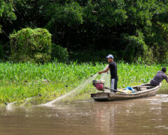 En Amazonie, front commun pour sauver la pêche
